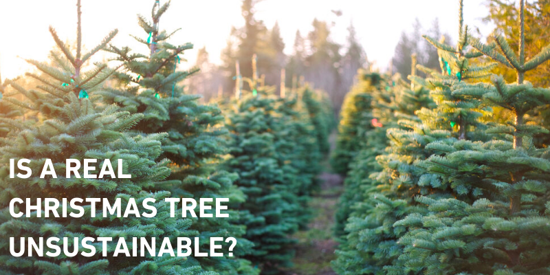 Is a real or fake Christmas tree more sustainable?